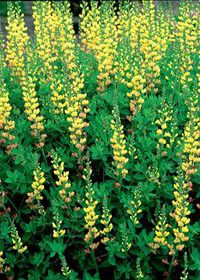 Baptisia 'Solar Flare'